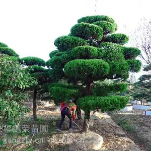 �������ػ��� ���;���������ֲ���� ����԰���̻� ��׮�辰