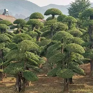 湖北刺冬青,湖南刺冬青,荆州刺冬青-京山造型刺冬青