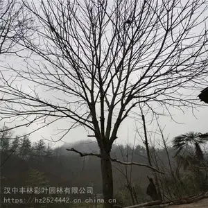 ���ֲ�Ҷ԰�� ��Ҷ���ͺ���ǿ ������Ҷ�� ԰����ֲ