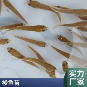 大量批发尖头苗 红眼尖苗 成活*** 生长速度快 支持空运