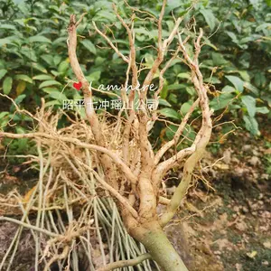 黄花倒水莲苗 观音串 倒水莲 一身保暖