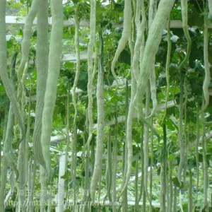 河北幕田豆角专用大量元素水溶肥,拉长,增产,饱满,氮磷钾总含量60 2O-20-2O+TE
