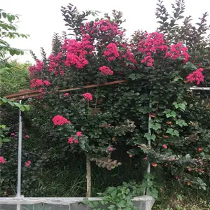 3�����������ޱ��������ˮʪ1.3�׷�֦����ޱ����ֱ��