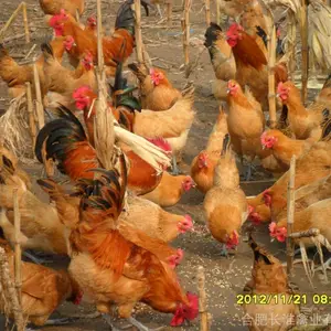ԭ�ֳ������ڸ����͸߽�ϸ�Ȼ��ϲ�������