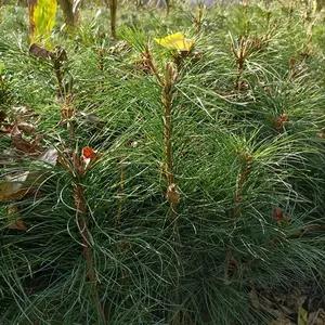 红塔松树苗 东北红松树苗 四五年上山果松苗 松子苗