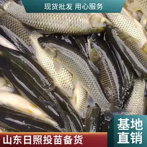 山东日照本地草鱼苗鲤鱼苗养殖场鱼塘补苗专供