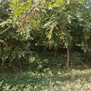 ��������ֲ��ؾ�3������������۸����Ǯһ��