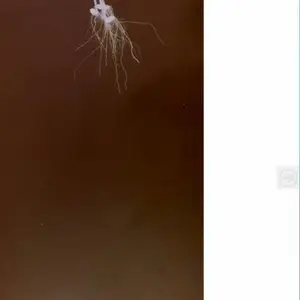 万深RootGA根系显微成像和动态生长监测系统