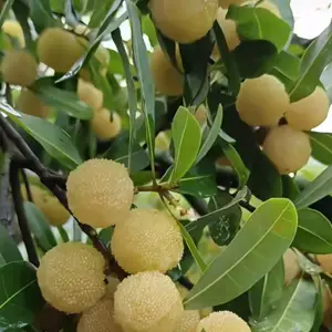 特色杨梅品种白玉杨梅苗 水晶杨梅苗批发 基地保湿直发