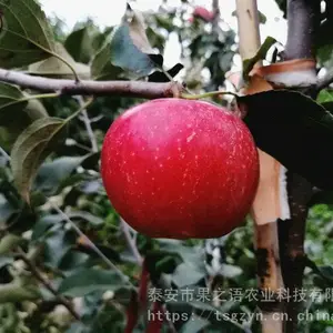 映雪红铃苹果树苗供应、映雪红铃苹果树苗哪家好
