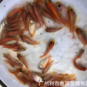 ������ ��Ȫ������ ȫ������ ��ũ���� ������ǿ �ͻ����