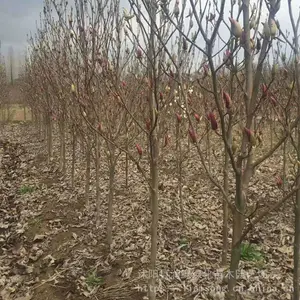 �������� У԰��·�̻�ֲ�� �ļ�����Ҷ ������ľ ����5��6��
