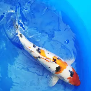 宁波专业出售各类锦鲤 锦鲤鱼苗 浙江养殖基地 淡水鱼