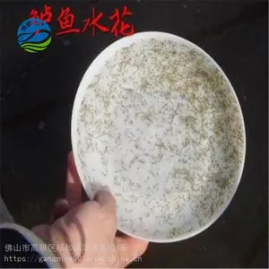 基地出售 2-4公分加州鲈鱼苗 水花苗 港明养殖