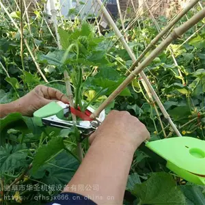 ���տ��̶�������֦�� ��Чʡ���ƹϰ����� ��ʥ