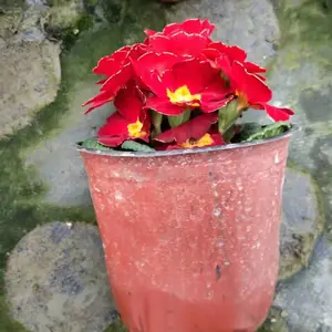 ����ʱ���Ļ��� �������̱��� �������ع�Ӧ ɫ�ʷḻ