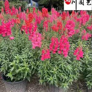 成都基地大量批发金鱼草 金鱼草时令草花批发 粉花黄花金鱼草 量大***