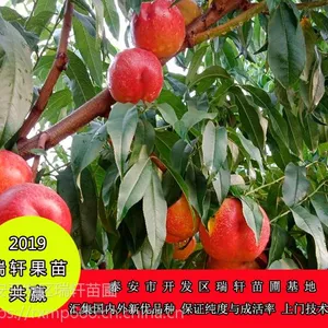 新培育中油金铭油桃苗 种植管理简介