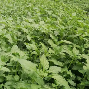 细梗香草 细梗香草苗 优质易成活 厂家直供应
