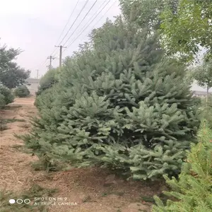基地批发2.5米云杉基地 云杉 农户供应3.5米云杉基地 云杉无病虫害冻害