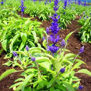 兰花鼠尾草 道路绿化带花坛花镜栽植苗 根系好 多年生草本