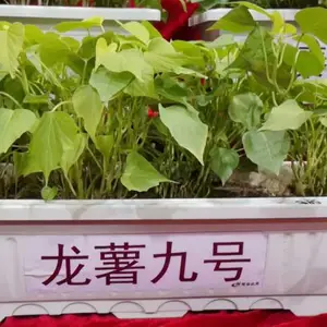 红薯苗基地 红薯苗研究 红薯苗价格 零售