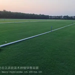 源新苗木剪股颖草坪 别墅庭院绿化 耐寒真草坪带泥土 支持批量定制
