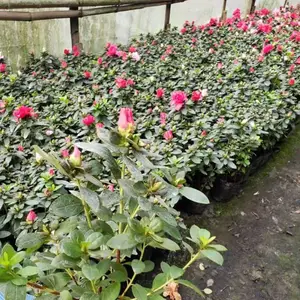 �������ش�������13���߶�15�������ϵĹ�����Ŷ�ļ����̻��