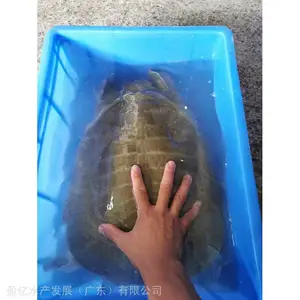�ڻ������� ��ֳ�������� ӯ��ˮ�� ������ˮ��������Ӿ���