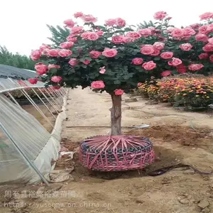月季花苗北方常用苗木 玉兰苗子 隔离带绿化绿篱小苗