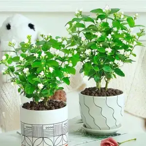 ���滨�m���Դ�����ľ�������ļ���ζŨ�ʺϼ�����̨��ֲ