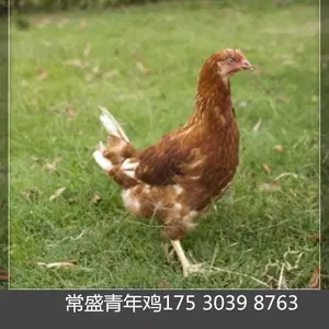 �����������꼦��ֳ���������ֵ������꼦 ����60�쵰��