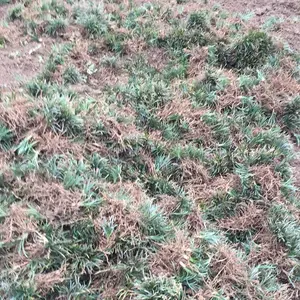 ��Ҷʯ� �Ĵ������̻��õ���ľ***�� ��������