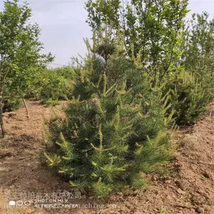 1�װ�Ƥ�� ����۸���ѯ ��Ƥ�� ����С������ ˧�� ��Ӧ����