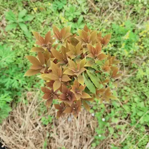 老鹰茶种苗、供应老鹰茶种苗、出售老鹰茶苗