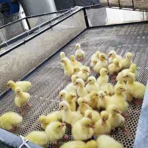 פ������ֶ��������������Ͽ����������أ�ƽ��ɽ���������