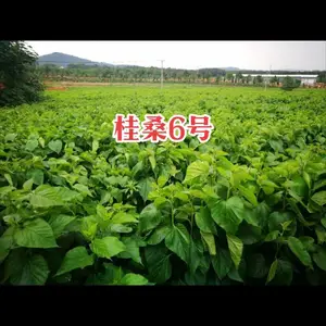 ��Ӧ����ɣ6��ɣ��