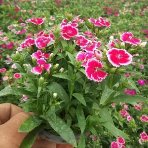 花卉种植基地出售五彩石竹小苗 花坛花境花海种植园林绿化地被苗