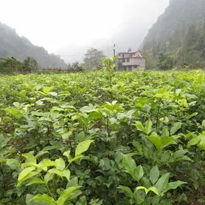 红豆树苗,供应大量的红豆树苗,红豆树袋苗湖南有,红豆树裸根苗张家界有