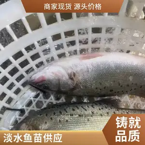 新手养殖户常问 山东泰安本地鲤鱼苗鲟鱼鱼苗养殖场 怎么挑苗