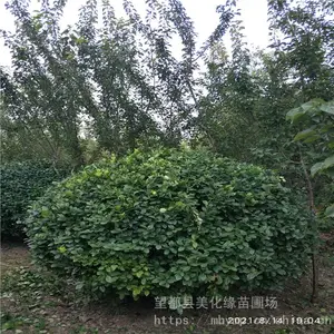 ����Ե 60������ì����� ��ì��Ʒ��ì�� ���ֹ��