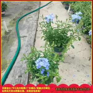 ԰�־����̻��ݻ� ����ϲ��ʪ ������ѩ�� �˶�����