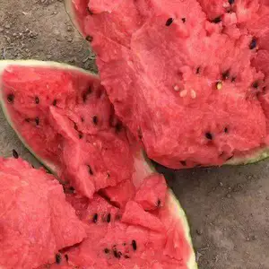 《西瓜批发》河南开封西瓜全面上市-今日西瓜上市行情-开封通许西瓜代办 图片 地址 电话