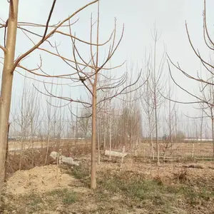 8公分至15公分紫花泡桐大树,贵州毕节泡桐小苗基地,泡桐根桩苗产地报价