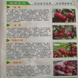�ӱ�����˹�˺�ӣ�����͹�������