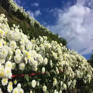 ��̩��ҩ�� ����ջ���۸� �����߲��ջ�������