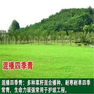 衡水常青草种草籽公司批发绿化护坡草籽草种籽