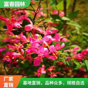 ��Ҷ�̶� �ر������� �������� ��̳���������ֲ