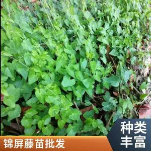 锦屏藤苗 走廊走用藤 观赏藤 气化根藤苗