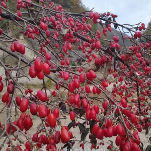 怎样选购山萸肉(山茱萸、枣皮、药枣)树苗